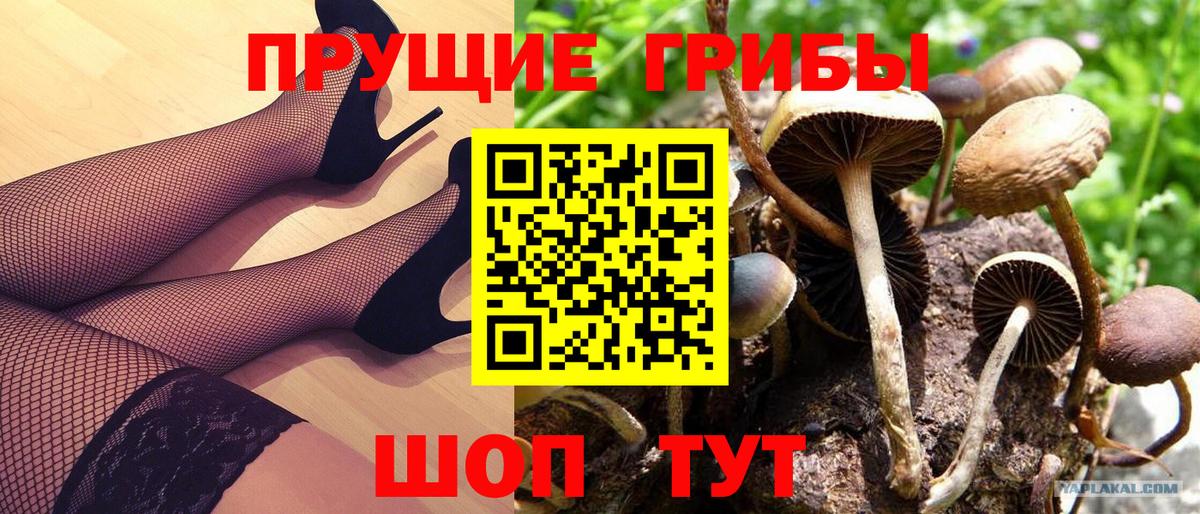 Псилоцибиновые грибы мицелий Надым